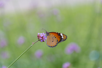 Obraz premium Butterfly Island Purple Flower Background Blurred