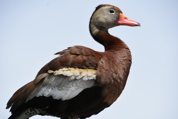 duck on a background