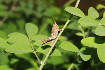 grasshopper