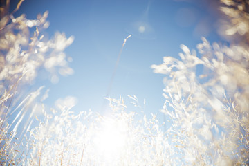 Wheat grass field in nature with blue sky background, dry summer plant on bright sunny day