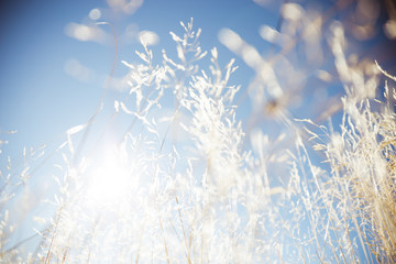 Wheat grass field in nature with blue sky background, dry summer plant on bright sunny day