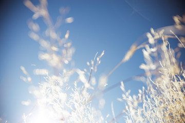 Wheat grass field in nature with blue sky background, dry summer plant on bright sunny day