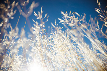 Wheat grass field in nature with blue sky background, dry summer plant on bright sunny day