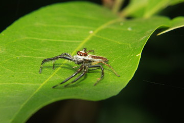 Spider on leaf.