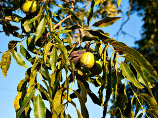 Pecan nuts on tree in Georgia, USA