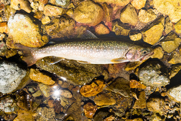 渓流でのフライフィッシングで釣れた岩魚