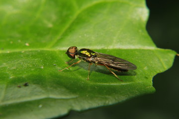 fly on leaf