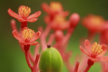 Macro shot,closeup Jatropha podagrica flower- Australian Bottle Plant,Buddha belly plant