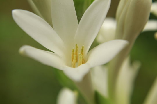 close up of Agave amica, formerly Polianthes tuberosa flower, Tuberose on natural background.In India it is called rajnigandha.
