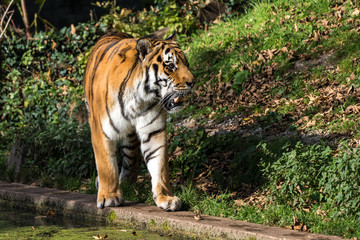 Naklejka na ściany i meble The Siberian tiger,Panthera tigris altaica in the zoo