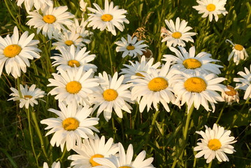 Fototapeta premium field of daisies
