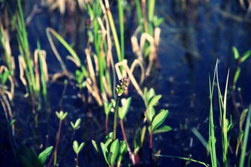 Close up on Plants growing along river bank on summer day