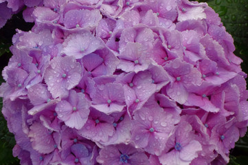 アジサイ、艶やかな紫陽花