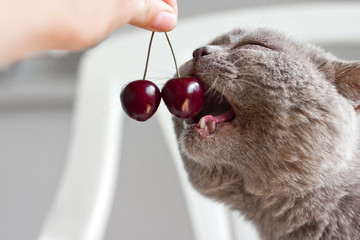  gray cat eats ripe berries of a sweet cherry