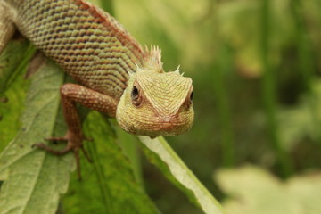 lizard on tree