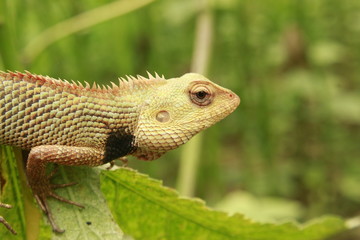 Indian Oriental Garden Lizard reptile species found on green plant.