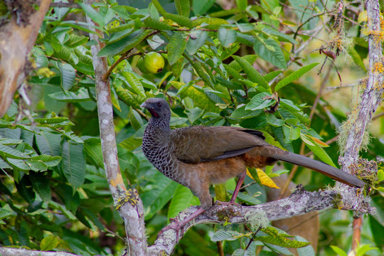 Guacharaca 