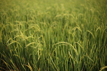 Obraz premium close up ripped rice seed. gold yellow color rice in a wet paddy traditional style plantation in Thailand.