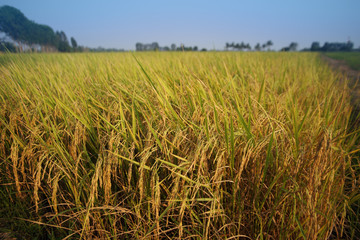 close up ripped rice seed. gold yellow color rice in a wet paddy traditional style plantation in Thailand.