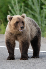 Obraz na płótnie Canvas Wild young terrible and hungry Kamchatka brown bear (Eastern brown bear) standing on asphalt road, heavily breathing, sniffing and looking around. Eurasia, Russian Far East, Kamchatka Region.