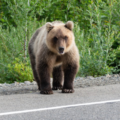Fototapeta premium Hungry brown bear (Ursus arctos piscator) standing on roadside of asphalt road, heavily breathing, sniffing and looking around. Kamchatka Peninsula, Eurasia, Russian Far East.