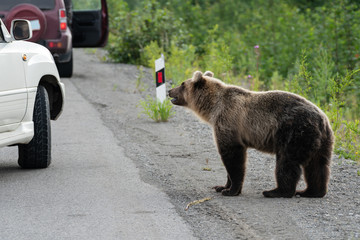 Wild young terrible and hungry Far Eastern brown bear (Kamchatka brown bear) walking on road and begs for human food from people in cars on highway.