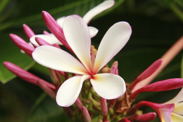 pink or purple white Plumeria (frangipani) Flowers Blooming with green leaves.Plumeria flowers on the tree.
