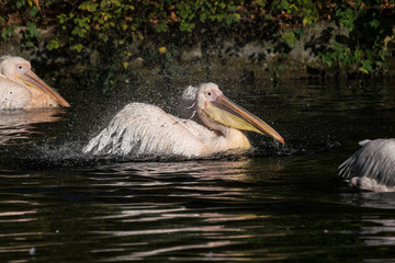 Great White Pelican, Pelecanus onocrotalus in the zoo