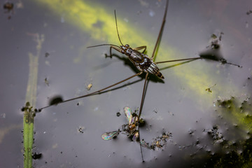 water strider on a pond