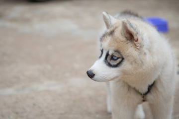 White Siberian Husky puppy