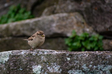 gorrion (passer domesticus) city bird 