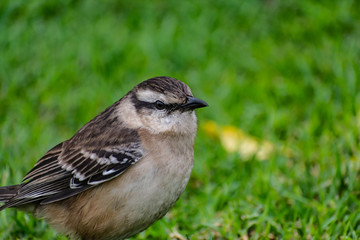 calandria grande ( mimus saturninus ) city bird