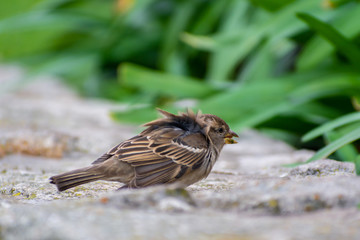 gorrion (passer domesticus) city bird 