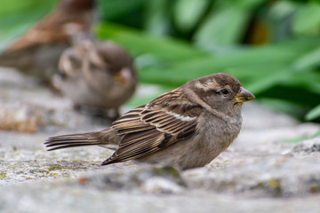 gorrion (passer domesticus) city bird 