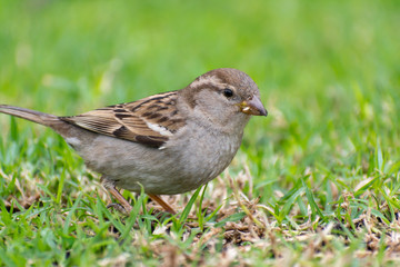 gorrion (passer domesticus) city bird 