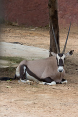 Gemsbok antelope (Oryx gazella) deer