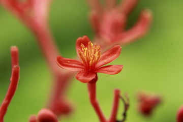 Macro shot,closeup Jatropha podagrica flower- Australian Bottle Plant,Buddha belly plant