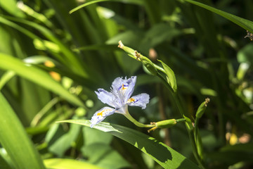 Iris japonica