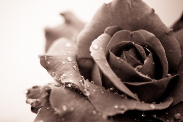 Fresh rose with water drops