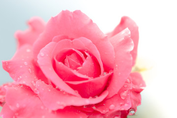 Fototapeta na wymiar Fresh rose with water drops