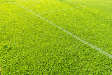 green field with grass and lines