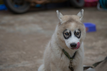 White Siberian Husky puppy