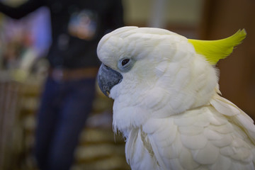 Head of Yellow-crested Cockatoo (Cacatua sulphurea)