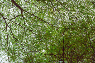 Green leaf