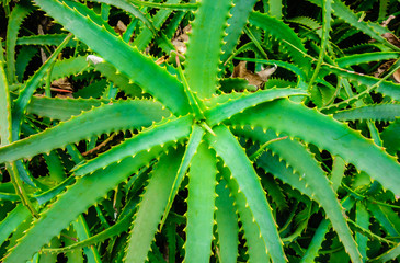 Aloe vera plant viewed from above.