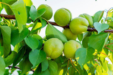 Green unripe apricots on a tree branch in the garden. Maturing apricots on tree branch during spring time, fruit development