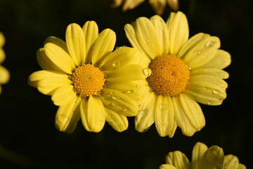 yellow flowers on green background