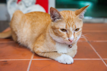 Fototapeta na wymiar Young ginger cat restting