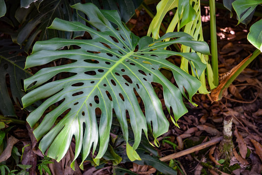 Monstera plants growing in tropical forest in the Chanchamayo region of Peru
