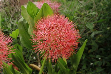 Scadoxus multiflorus (formerly Haemanthus multiflorus).Also known as blood lily, ball lily, fireball lily, blood flower, Katherine-wheel, oxtongue lily, poison root and powderpuff lily.